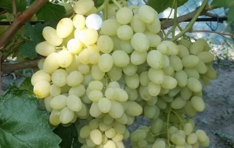 Виноград среднего срока созревания