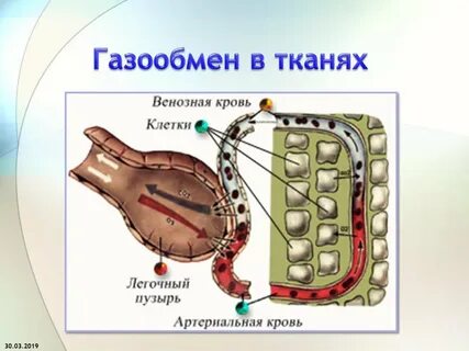 Орган обеспечивающий газообмен