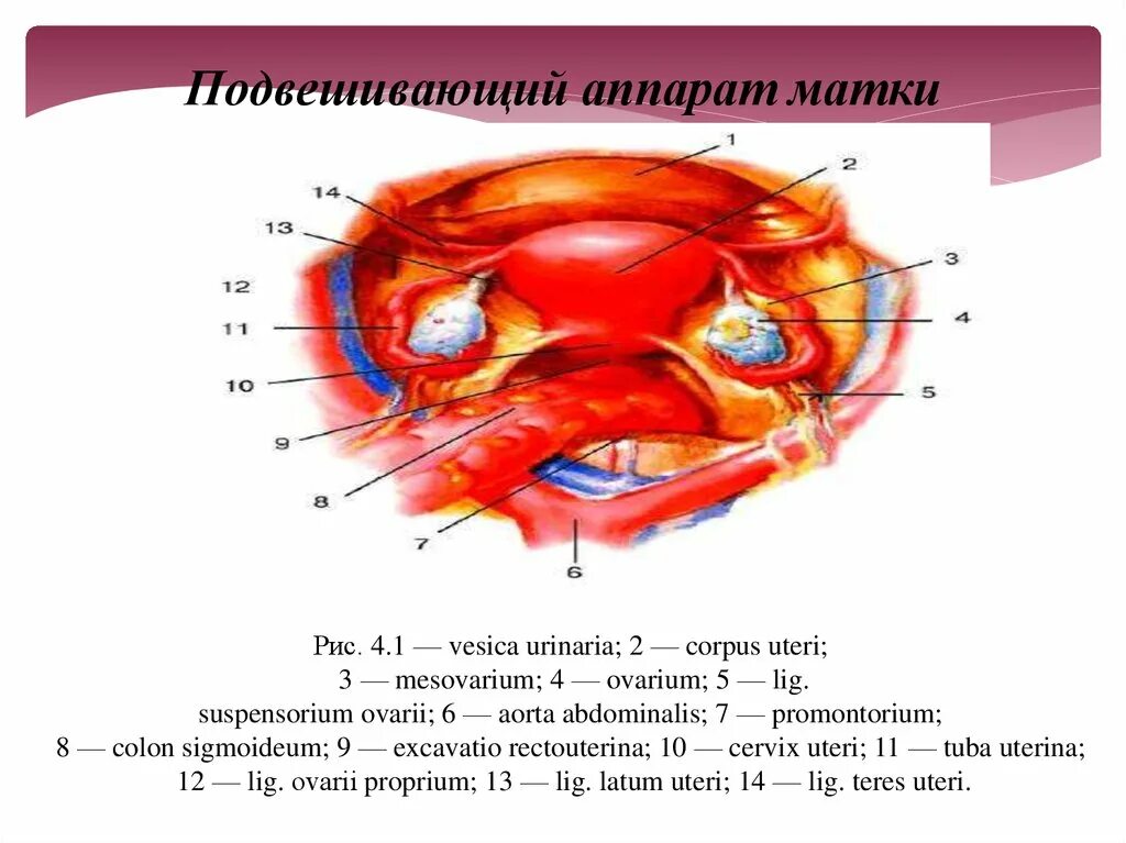 Фиксирующий аппарат матки анатомия. Подвешивающий связочный аппарат матки. Подвешивающий аппарат матки и ее придатков. Подвешивающий фиксирующий поддерживающий аппарат матки. Где находятся круглые связки