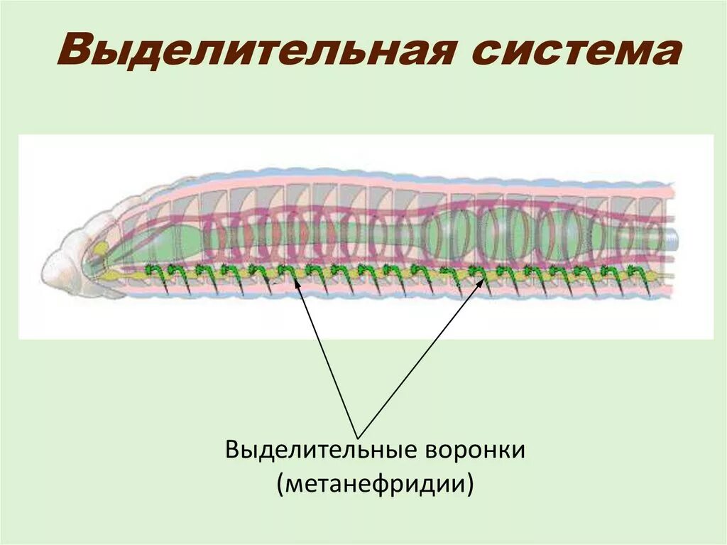 Кольчатые черви выделительная система. Выделительная система кольчатых червей. Выделительная система кольчатых червей 7 класс. Выделения и выделительная система кольчатых червей.