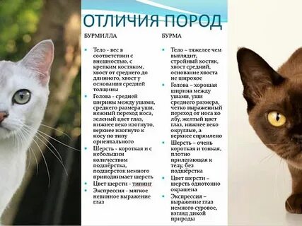 Характер бурманских кошек минусы