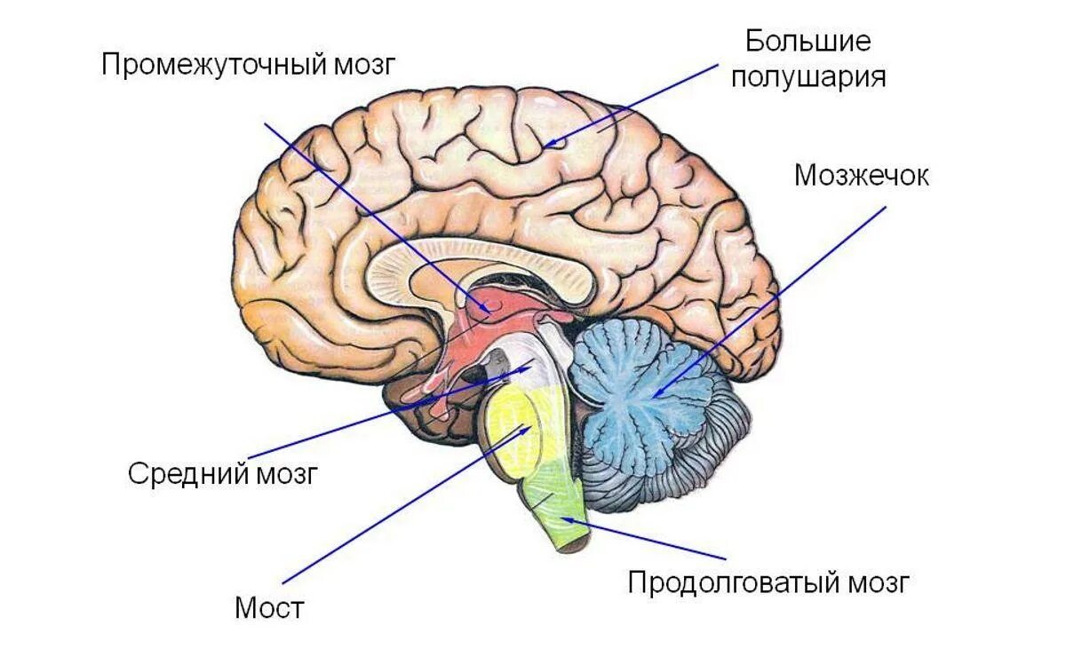 Большое полушарие мозолистое тело мост гипоталамус. Продолговатый мозг,мост,средний мозг, мозжечок,промежуточный. Продолговатый мозг и мозжечок. Мозг человека продолговатый мозг мозжечок промежуточный мозг. Отделы мозга продолговатый промежуточный.