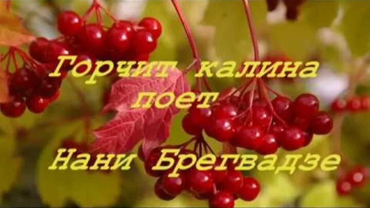 Калина исполняет. Горчит Калина Ноты. Текст горчит Калина Нани. Брегвадзе горчит Калина Ноты для фортепиано. Горчит Калина Ноты для фортепиано.