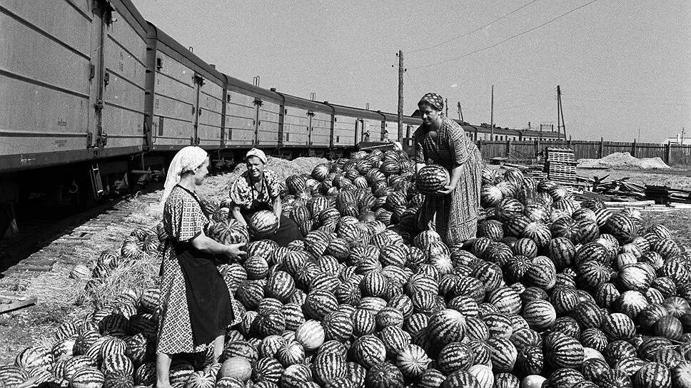 Советский Совхоз. Советское сельское хозяйство. Советский колхоз. Фото СССР. Труженик собранный