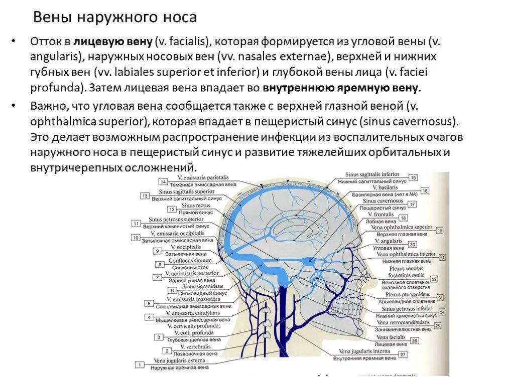 Отток крови от головного мозга. Венозный отток от носовой полости.