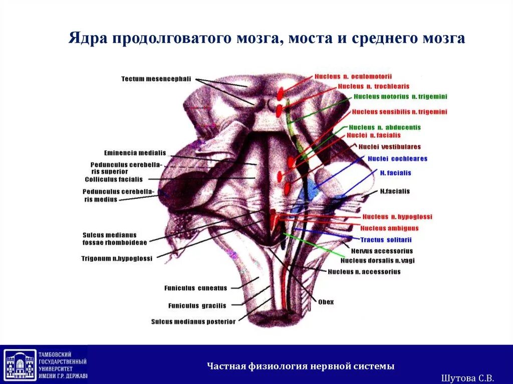 Нервные продолговатого мозга. Ядра Нижнего отдела продолговатого мозга. Продолговатый мозг ядра и проводящие пути. Ядра дорсальной поверхности продолговатого мозга. Кохлеарные ядра продолговатого мозга.