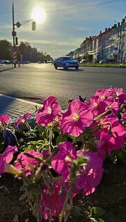 Песни городские цветы
