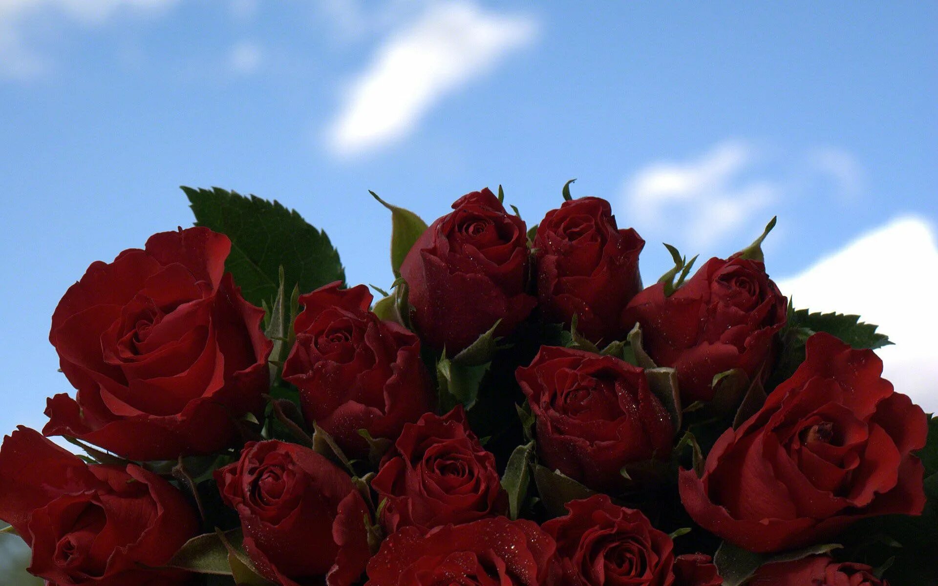 Красные розы. Шикарные цветы. Шикарный букет алых роз.
