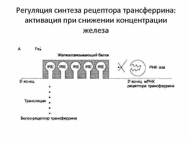 Растворимый рецептор трансферрина (stfr) — это. Растворимый рецептор трансферрина (stfr) — это. Рецепторы к трансферрину. Транспорт железа из клетки осуществляет белок. Трансферриновый рецептор схема.