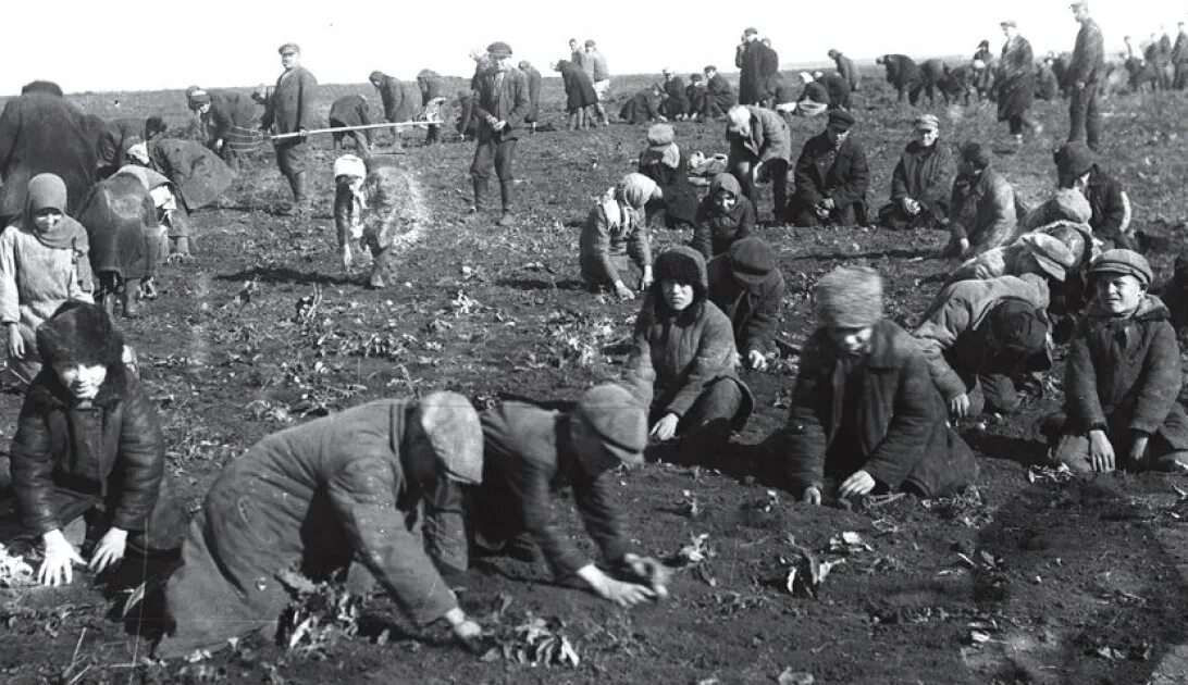 Почему 1946 год стал последним голодным годом. Голод 1932 года в Поволжье.