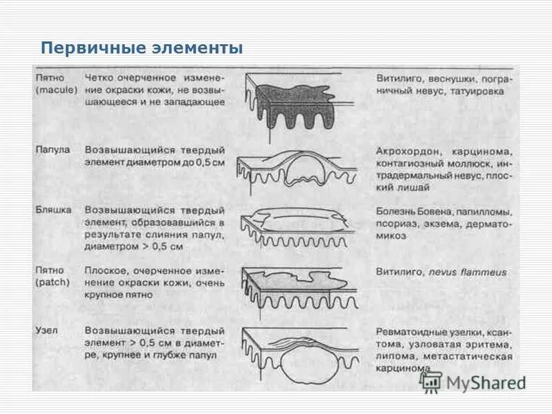 Входящие элементы кожи. Входящие элементы кожи