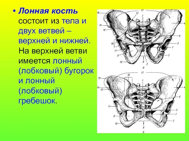 Правая лонная кость. Седалищно лобковая ветвь. Лобковая кость. Лонная кость. Кости таза лонная кость анатомия.