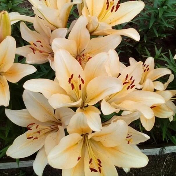 Photo Lily Champagne Diamond About-garden.com