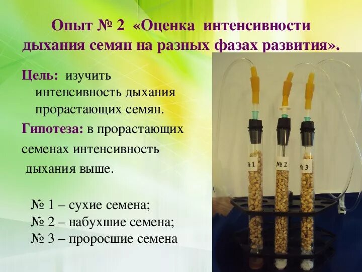 Как объяснить высокую интенсивность дыхания. Дыхание семян опыт. определение интенсивности дыхания семян. эксперимент дыхание семян. определите интенсивность дыхания.