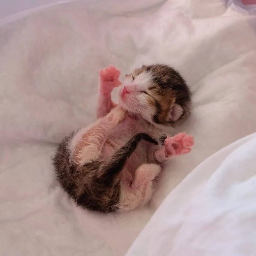 Новорожденные котята. Новорожденный котенок. Маленькие котята только родившиеся.