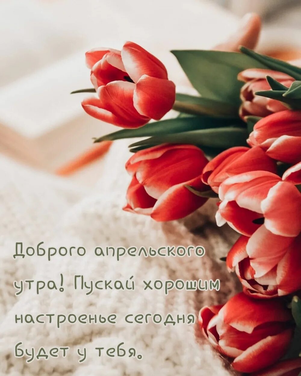 Пожелания доброго апрельского утра и хорошего. Доброе утро тюльпаны. открытки с добрым утром с тюльпанами. доброе утро тюльпаны с поздравлениями красивые. пожелания доброго утра с тюльпанами.