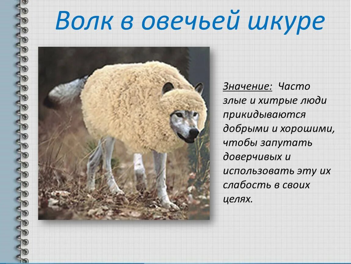 Слово овчинный. Волк в овечьей шкуре фразеологизм. Волк в овечьей шкуре значение. Высказывания про волка в овечьей шкуре. В овечьей шкуре фразеологизм.