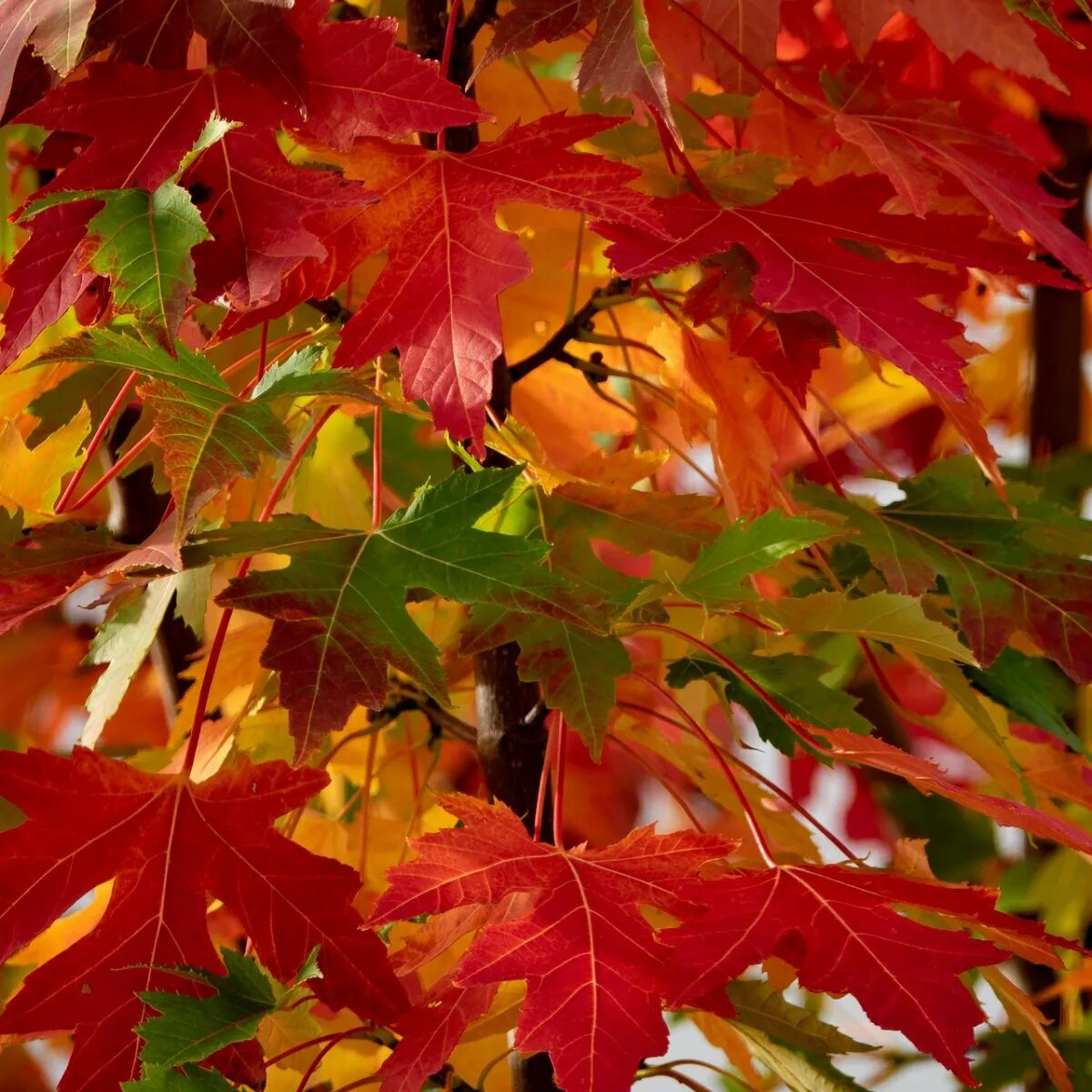 Клен дерево. Клен Гиннала лист осень. Осенний клен. Осенние листья. Клен цвет листьев осенью