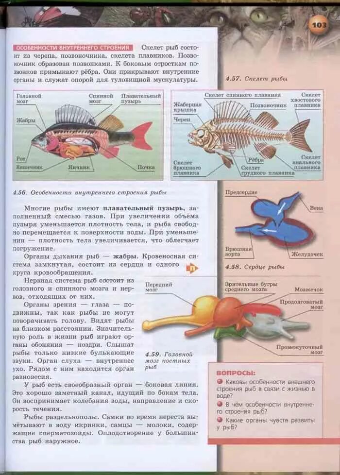 Биология рыб учебники. Учебник 7 класса по биологии с рыбой. Биология. 7 Класс. Учебник. Пособия по биологии рыбы. Биология 7 класс параграф рыбы