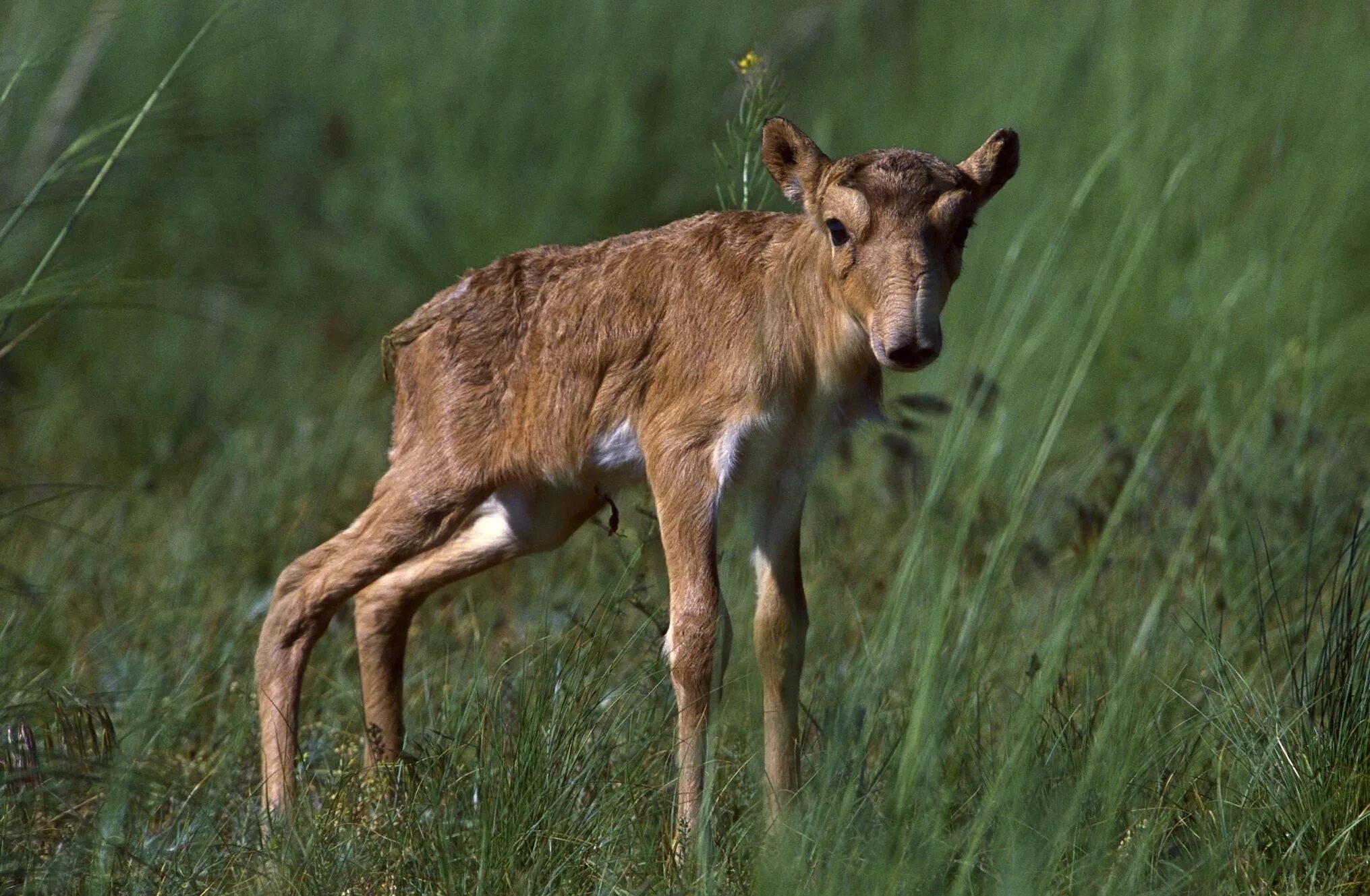 сайгак saiga tatarica. сайга (сайгак). казахстан рогатые. сайга антилопа. степная антилопа сайгак.