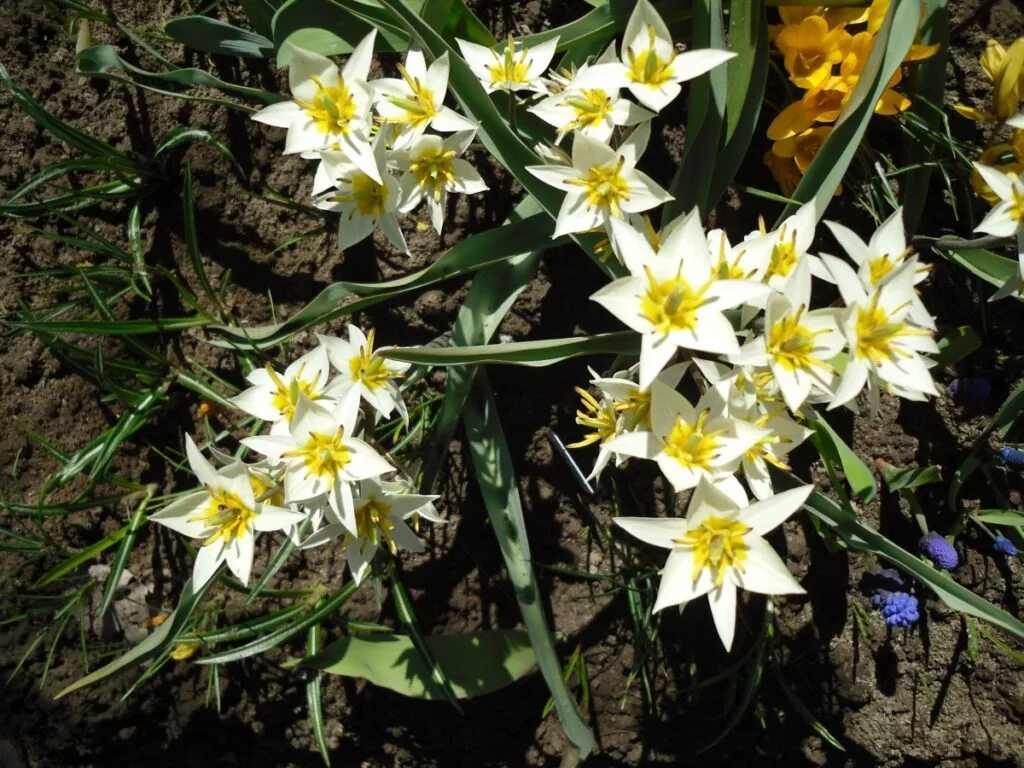 Тюльпан Туркестанский. Tulipa turkestanica растение. Весенние луковичные многолетники. Парадизея лилиевидная. Фото и название ранних садовых цветов