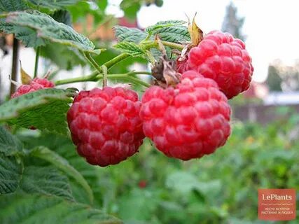 Сорт малины для сибири отзывы