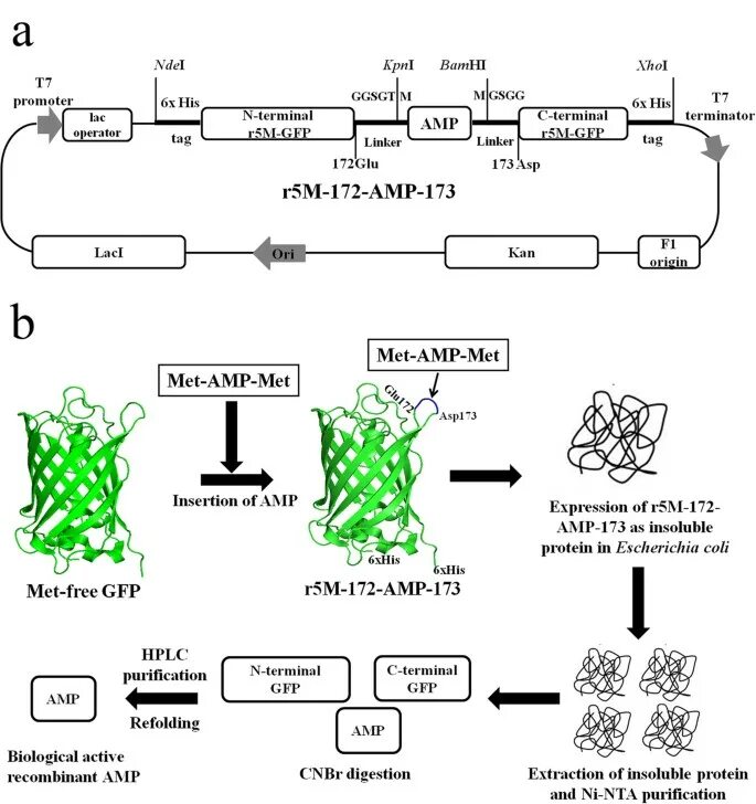 Токсичные белки. GFP белок. Green Fluorescent Proteins (GFP. Сиквенс генома Escherichia coli,. Amino acid sequence.