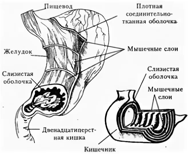Волнообразные сокращения стенки. Волнообразные сокращения стенки