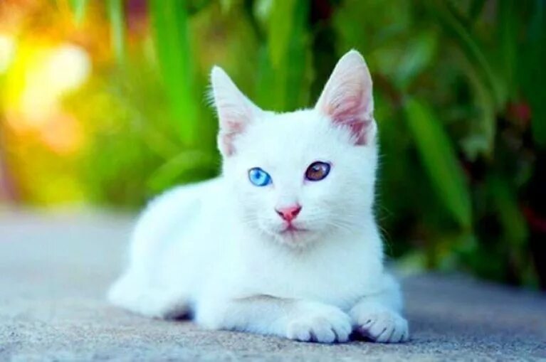 Белая кошка с разными глазами какая. Као мани. Као-мани кошка. Као мани метис. Белая кошка с голубыми глазами