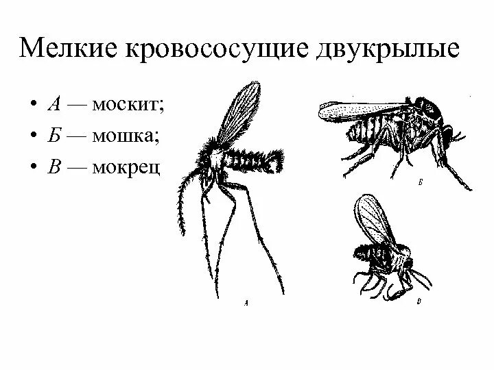 Строение двукрылых Имаго. Конечности двукрылых насекомых. Двукрылые насекомые представители. Цикл развития двукрылых. Комар членистоногие двукрылые