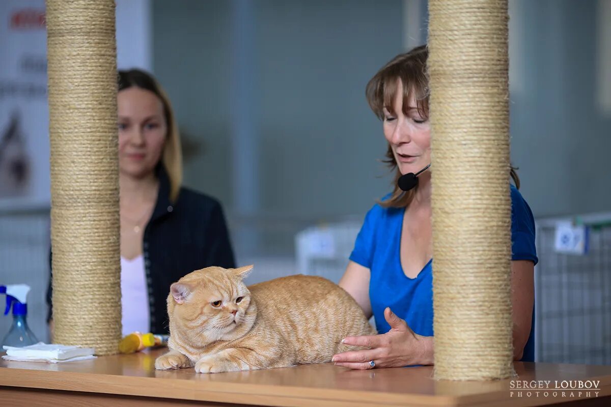 Кошки екатеринбург. Candy cat екатеринбург. Екб кошка. Минкульт кошка. Купить дорогую кошку в екатеринбурге.