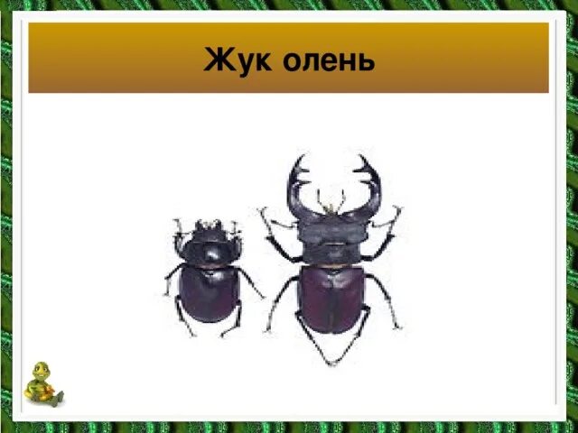 Тип развития жук олень. Строение жука оленя. Тип развития жук олень. Жук олень рогач. Тип развития жук олень.