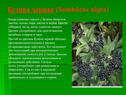 Бузина польза