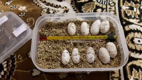 Можно посадить яйцо