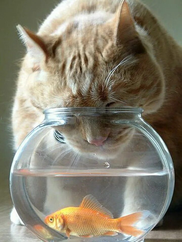 После рыбы хочется пить. Кот с рыбой. Смешные животные и рыбы. Рыбка юмор. Прикольные рыбки.