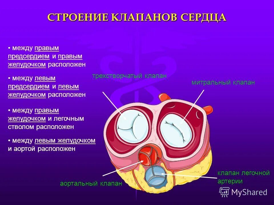 Между правыми предсердием и желудочком находится клапан