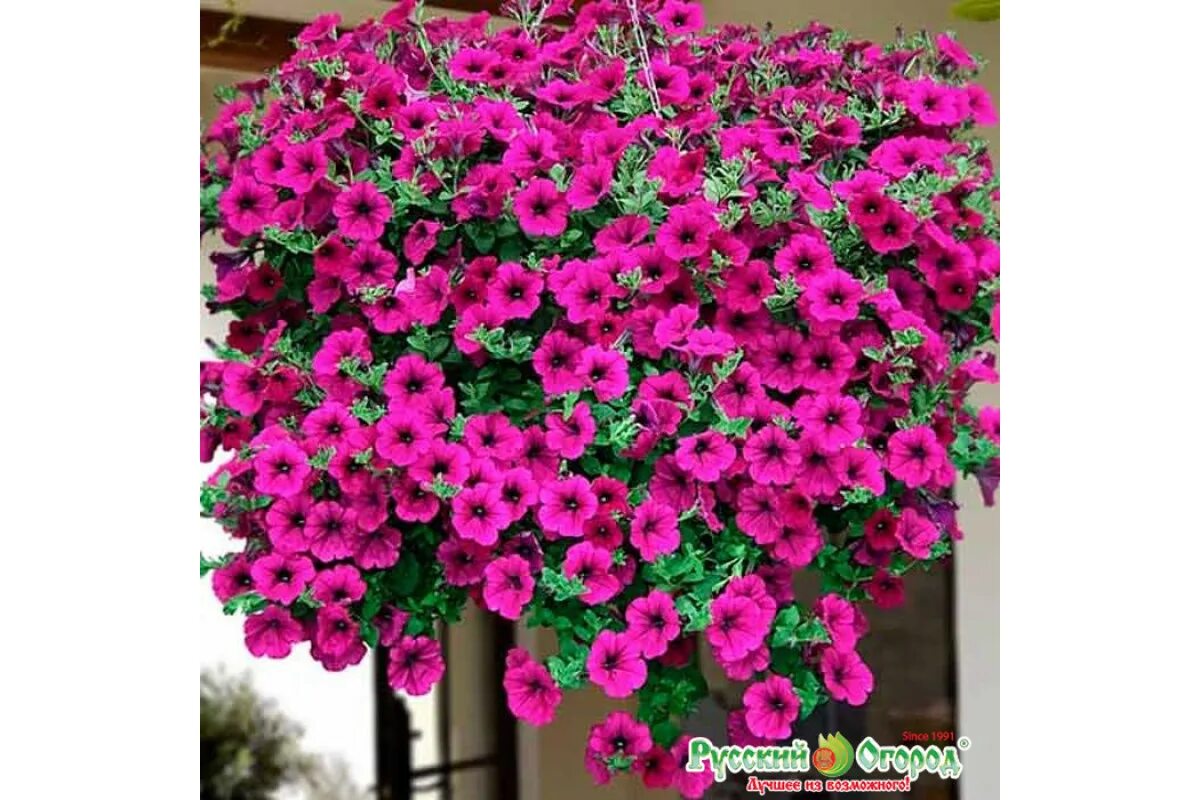 Профессиональные семена петунии ампельной. Петуния easy wave silver. Белла-семена петуния. Петуния грандифлора дримс микс. Петуния ампельная гибридная tidal wave f1 purple.