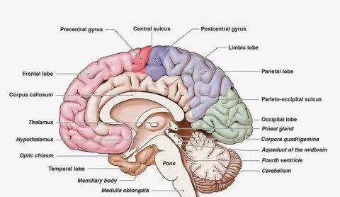 sulcus. cortex. thalamus. optic chiasm. corpus callosum. мозолистое тело. m...