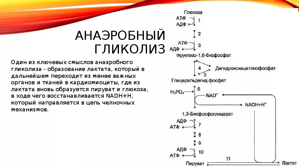 Расщепление глюкозы происходит в клетках