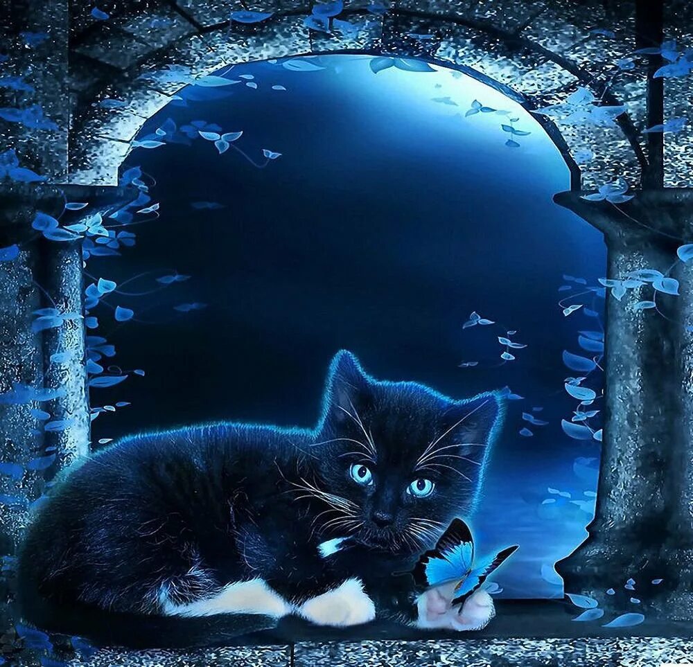 Котэ и синий. Кот ночью. Ночная кошка. Кошка на синем фоне. Красивый ночной кот.