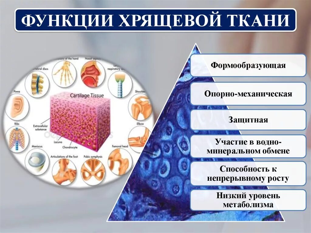 Какие органы входят в соединительную ткань. Хрящевая соединительная ткань строение. Соединительная ткань хрящ функция. Хрящевая соединительная ткань функции. Функции хрящевой ткани.