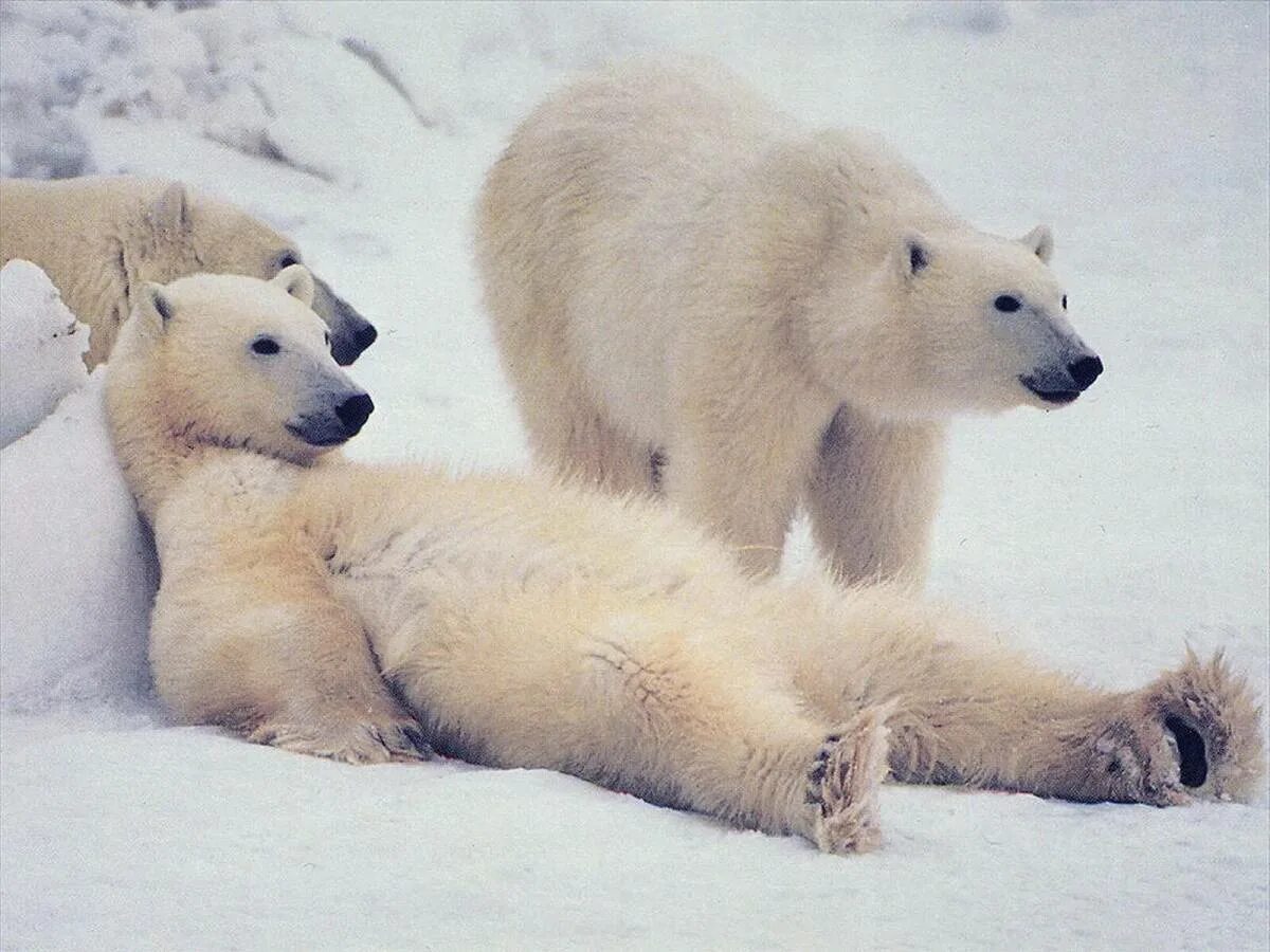 Медведи живут на севере. Белый медведь. Белый медведь лежит на спине. Полярный медведь. Белый мишка.