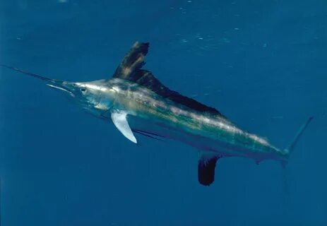 White marlin