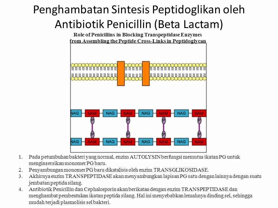 Строение пептидогликана бактерий. Воздействие пенициллина на пептидогликан. Функция пептидогликана у бактерий. Стенка бактерии пептидогликана.