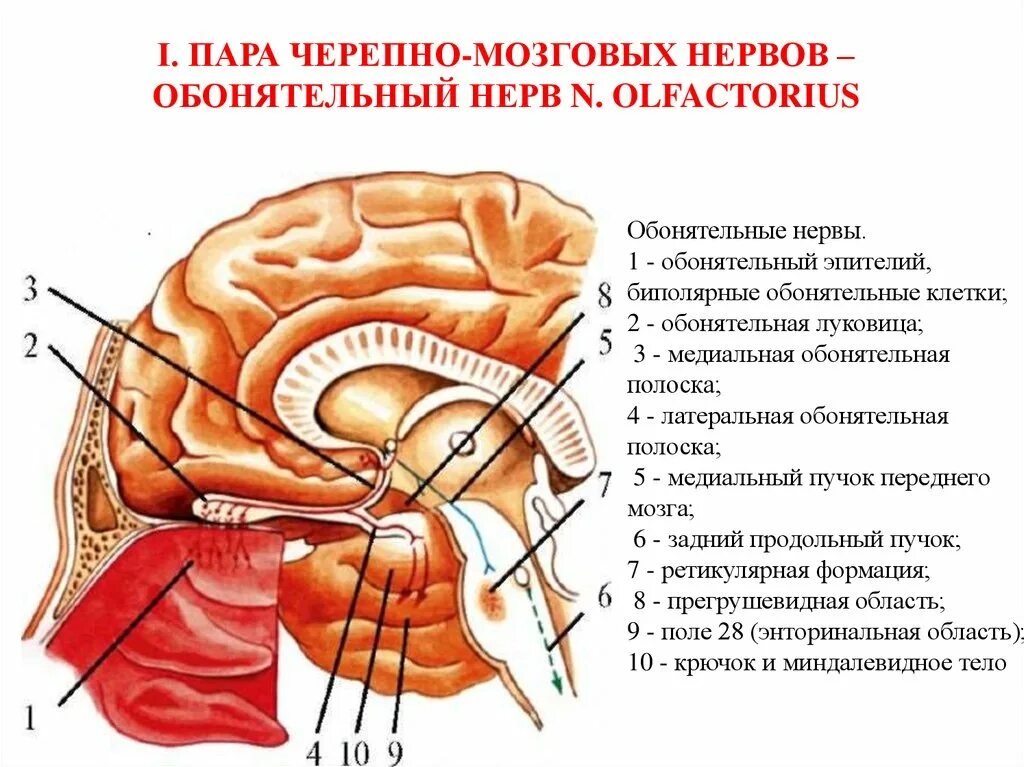 Исследование черепных нервов. 1 Пара обонятельный нерв. Обонятельный черепно-мозговой нерв. I пара черепных нервов - n. olfactorius - обонятельный нерв. Обонятельный нерв схема неврология.