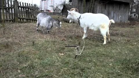 Коза и лоза новосибирск