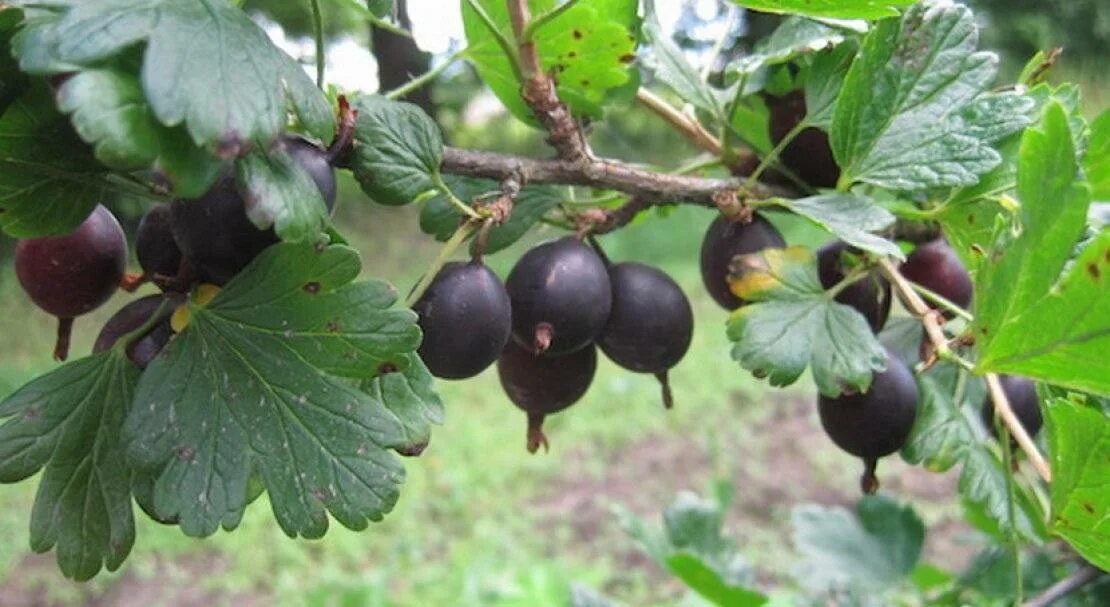 крыжовник хиннонмаки грин. крыжовник бесшипный "владил" ("командор"). сорт крыжовника, галатея. сорт крыжовника 424. крыжовник консул сенатор.