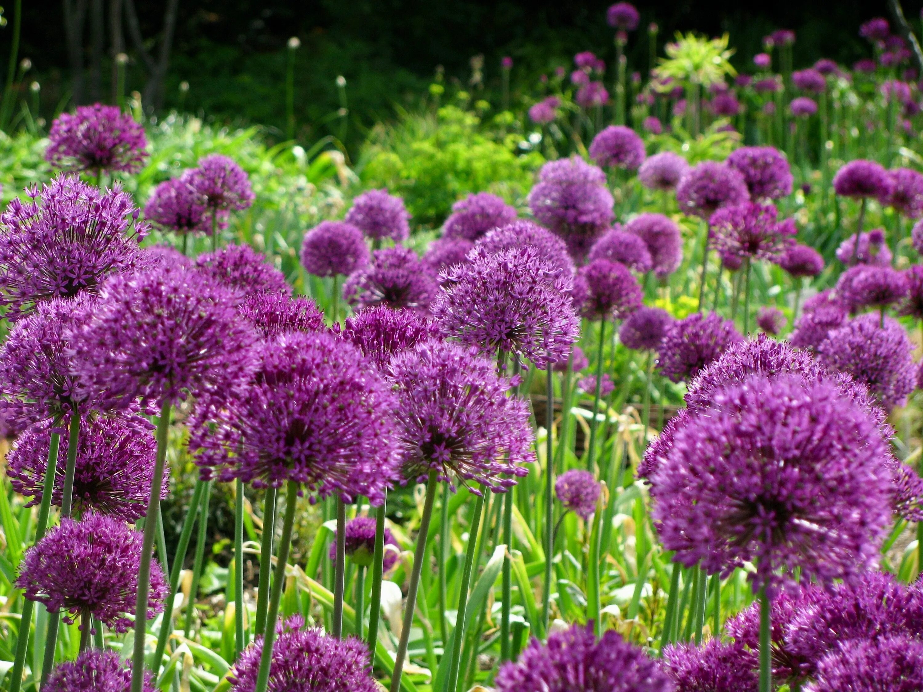 Лук гладиатор. Аллиум перпл сенсейшен. Аллиум Purple Sensation. Allium Purple Sensation. Allium аллиум Purple Sensation.