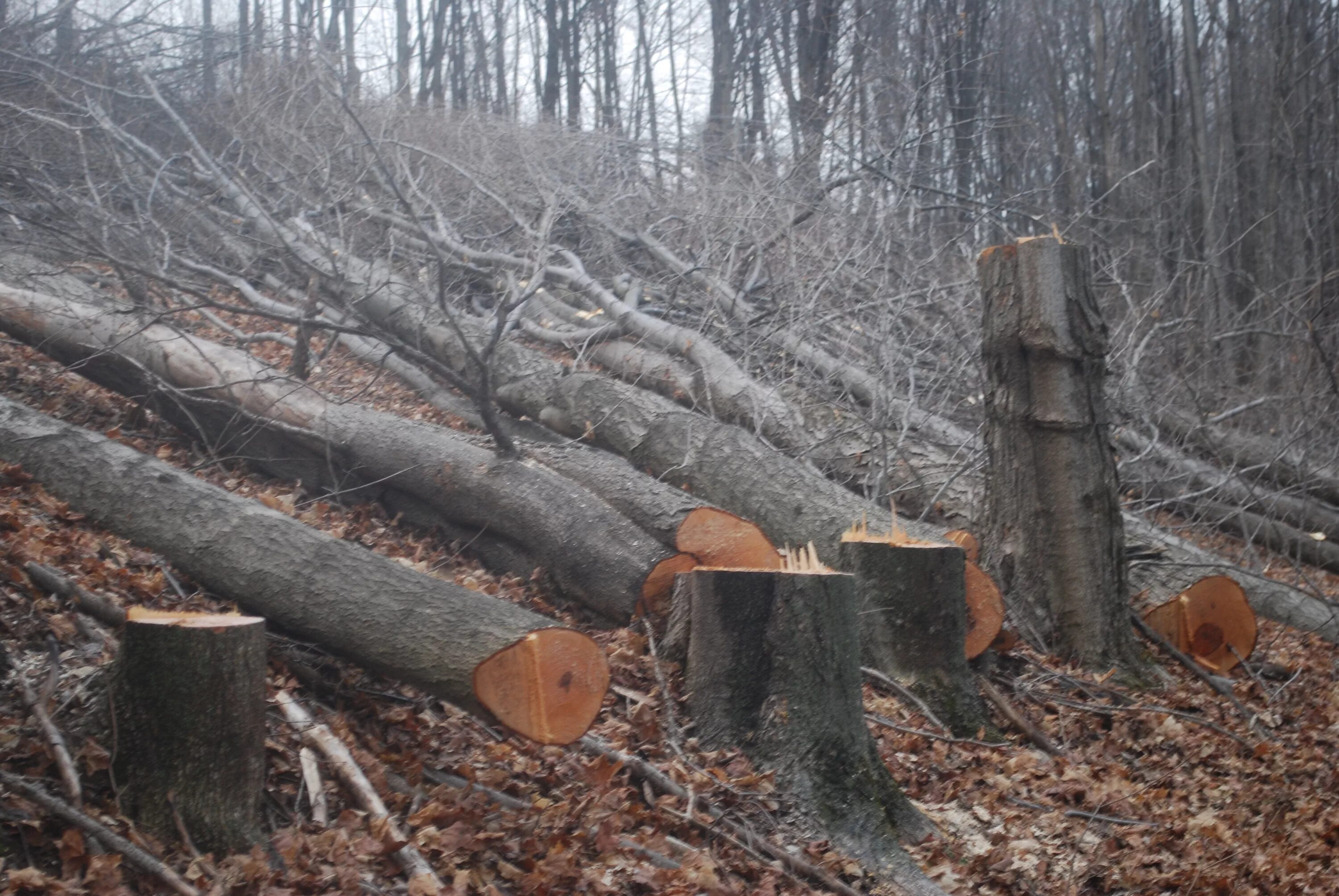 Cut down plant. Вырубка деревьев. Спиленное дерево. Вырубка деревьев для бумаги. Спил деревьев в лесу.