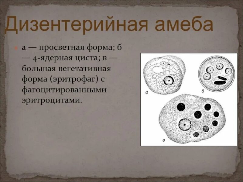 Вегетативная форма дизентерийной амебы. Просветные и тканевые формы амебы. Просветные и тканевые формы амебы. Дизентерийная амеба строение. Просветные и тканевые формы амебы.